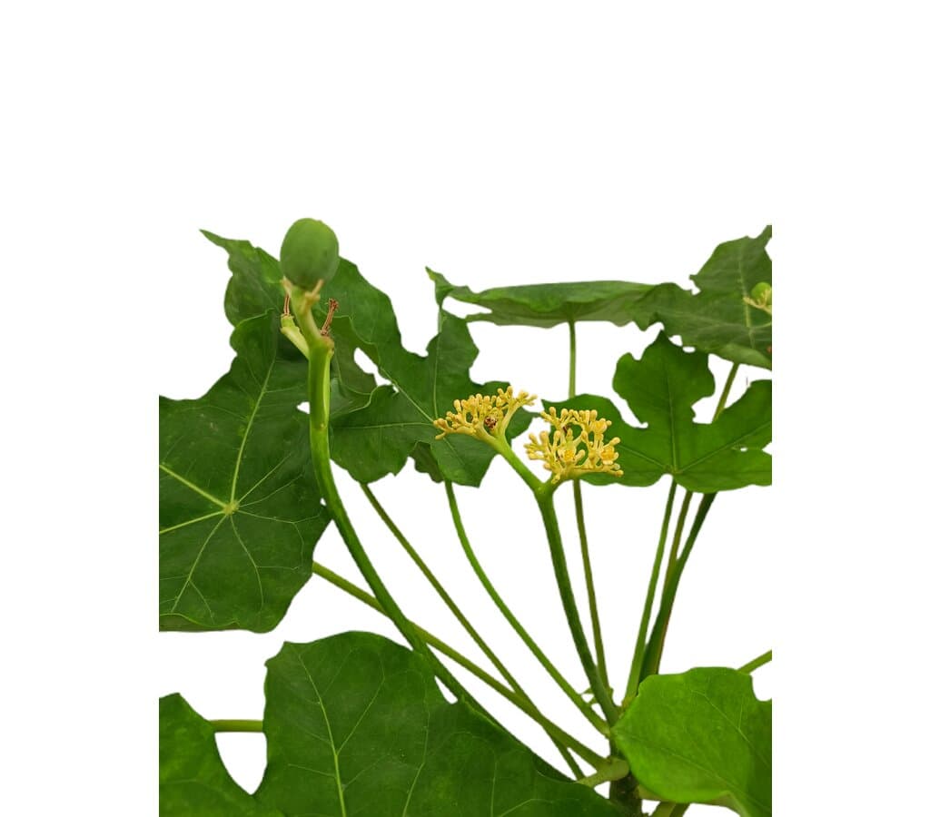 Jatropha Podagrica M25 60cm