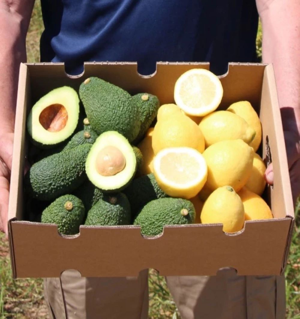 Mix Limones Verna Y Aguacates Hass De Temporada Tropitop 4kg_0