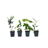Mezcla De Árboles Frutales - 4 Pzs - Altura 25-40cm - ⌀9cm