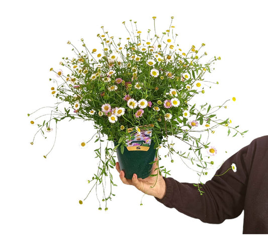 Erigeron Karvinskianus M14_0