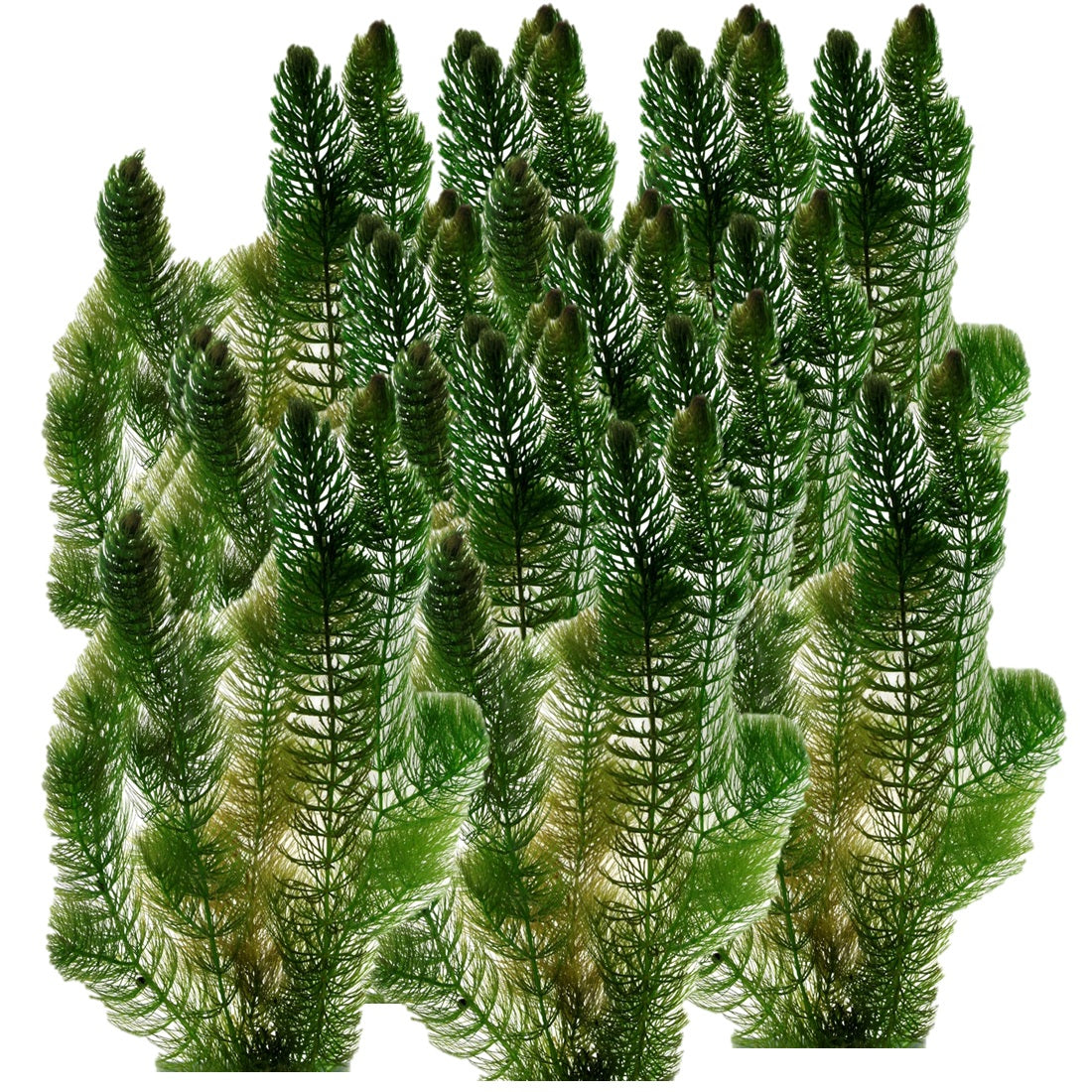 Ceratofilo Ceratophyllum Demersum Estanque - 5l Planta Oxigenante Flotante Algas_0