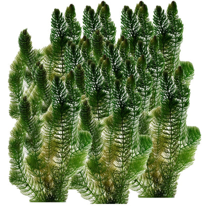 Ceratofilo Ceratophyllum Demersum Estanque - 5l Planta Oxigenante Flotante Algas_0