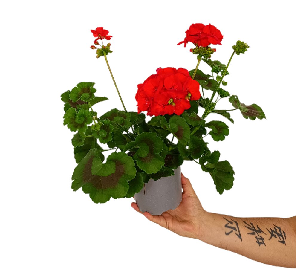 Geranium Zonal M15_1