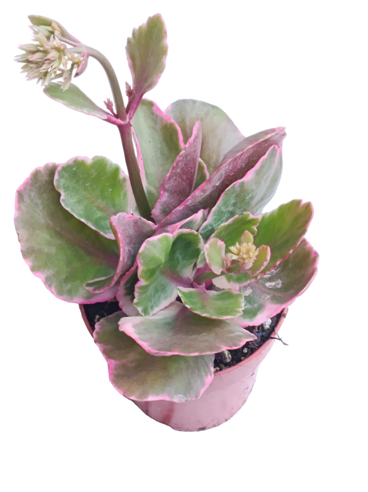 Kalanchoe Sp Variegata Ø8 Planta Suculenta_0