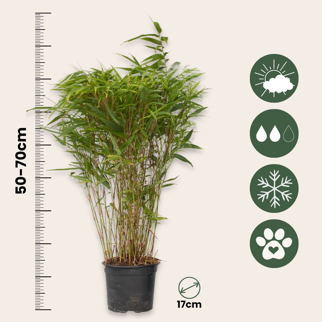 Bambú - 6 Pzs - Fargesia Nitida 'gansu' - Altura 50-70cm - ⌀17cm_2