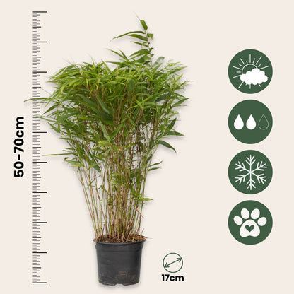 Bambú - 2 Pzs - Fargesia Nitida 'gansu' - Altura 50-70cm - ⌀17cm_2