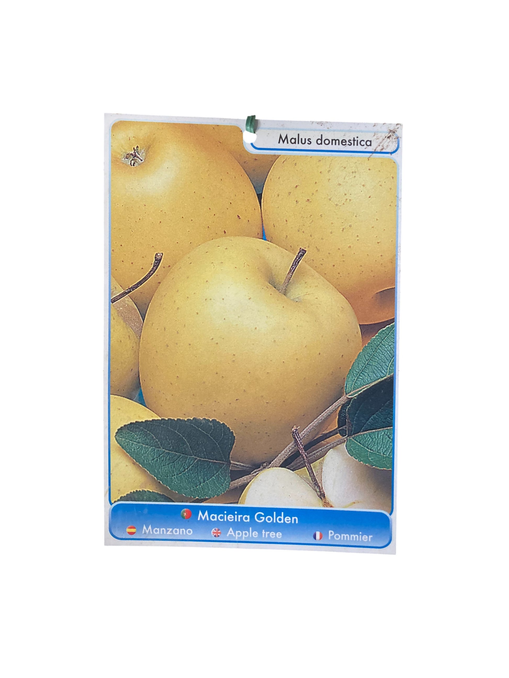 Frutal Manzano Golden Delicius Cepellón 140 CM_1