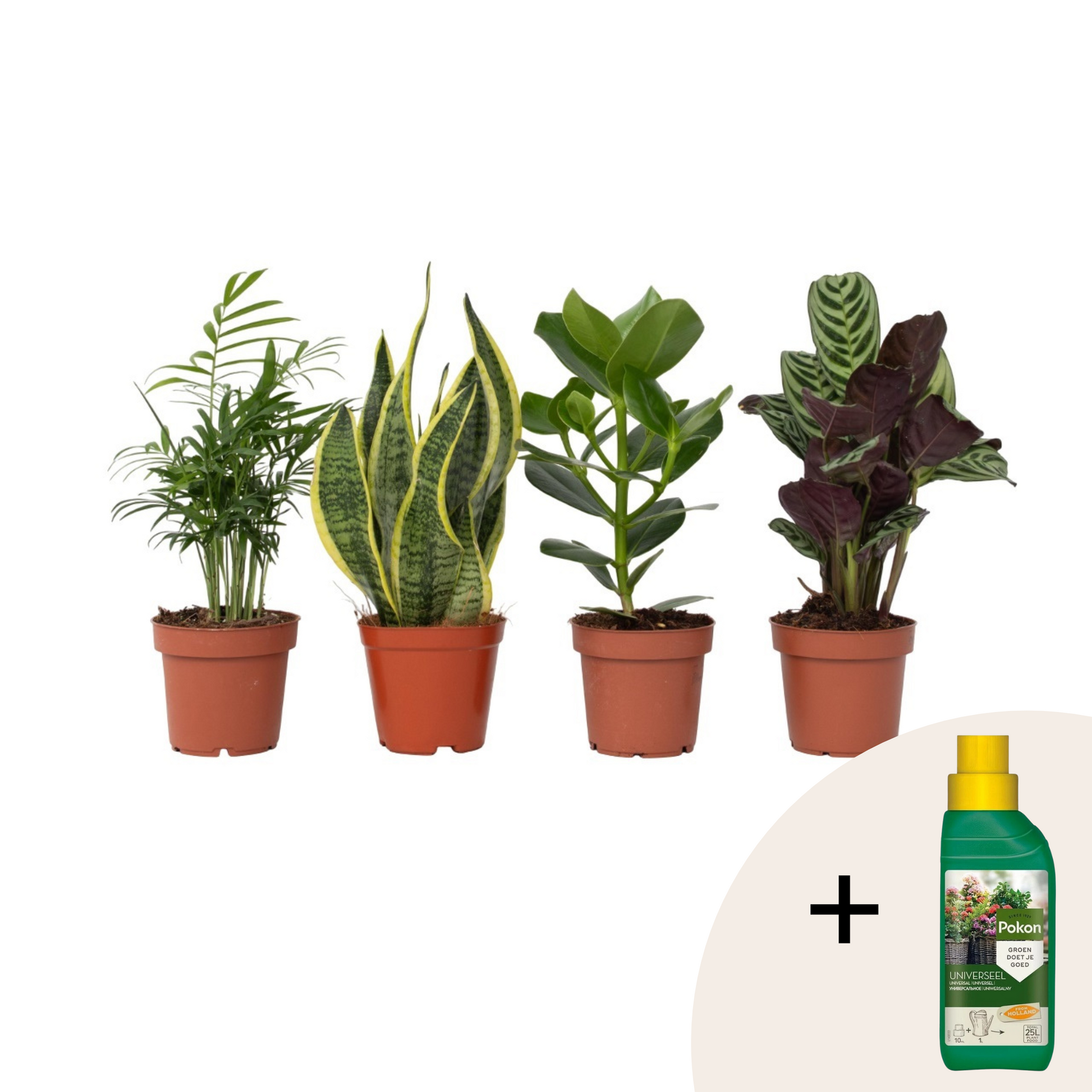 Plantas Faciles - 4 Pzs - Altura 25-40cm - ⌀12cm