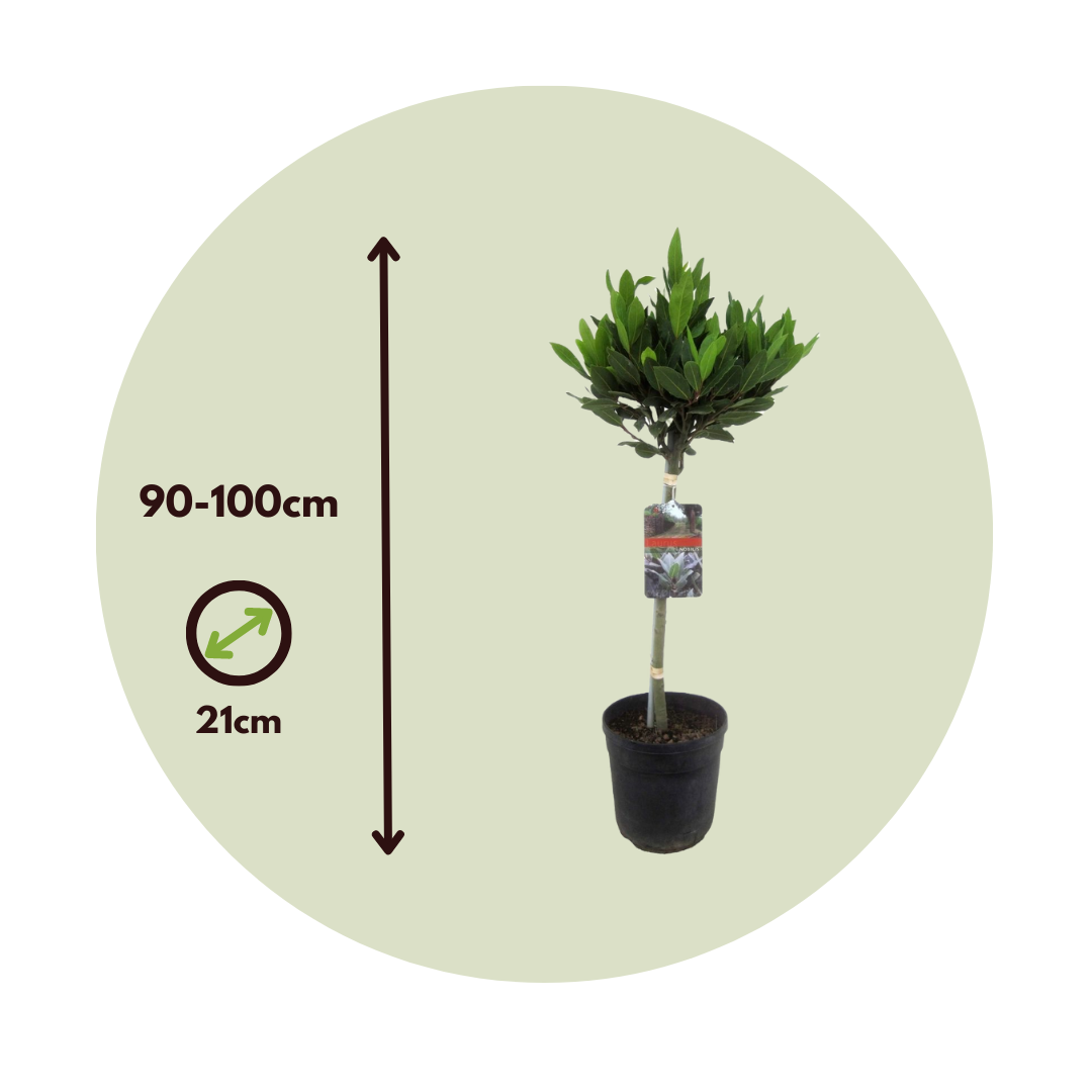 Laurel - Laurus Nobilis - Altura 90-100cm - ⌀21cm_2