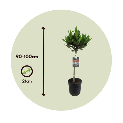 Laurel - Laurus Nobilis - Altura 90-100cm - ⌀21cm_2