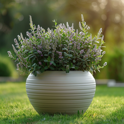 Hebe De Hojas Gruesas - 6 Pzs - Hebe Pinguifolia - Altura 15-20cm - ⌀105cm