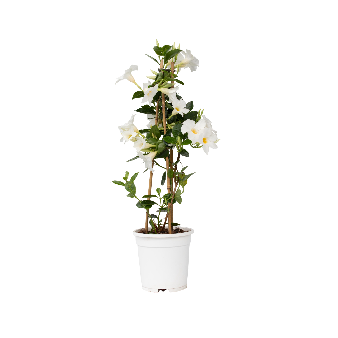 Dipladenia - Mandeville 'rio White' - Altura 60-70cm - ⌀17cm_0