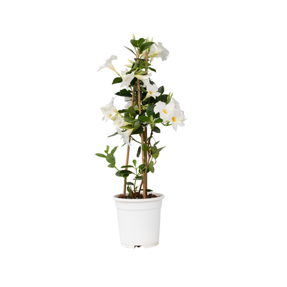 Dipladenia - Mandeville 'rio White' - Altura 60-70cm - ⌀17cm_0