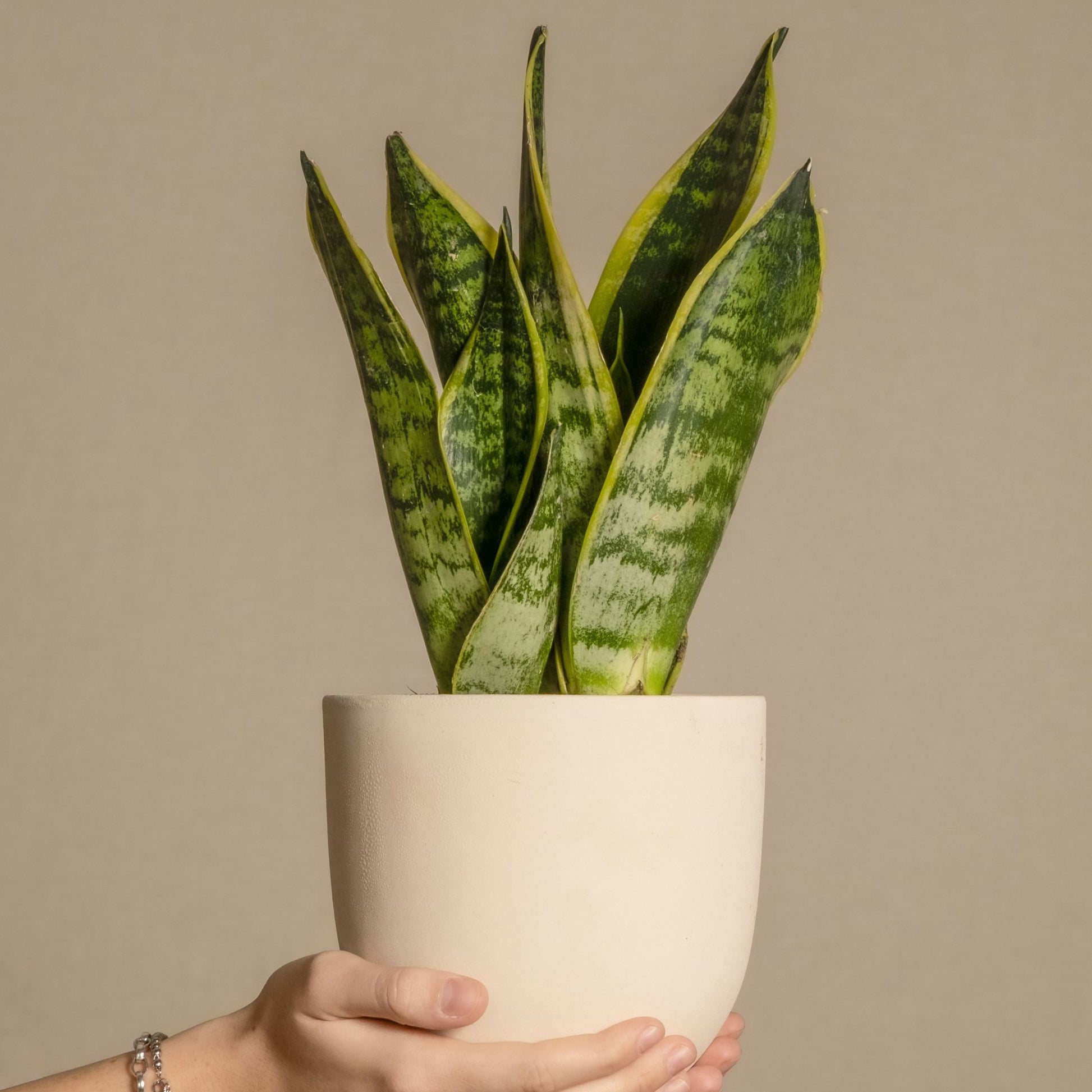 Lengua De Suegra - Sansevieria Trifasciata Laurentii - Altura 40-50cm - ⌀14cm