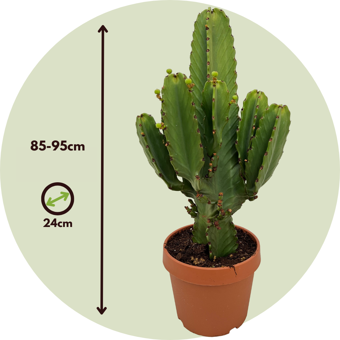 Euforbia Candelabro - Euphorbia Ingens - Altura 85-95cm - ⌀24cm_2
