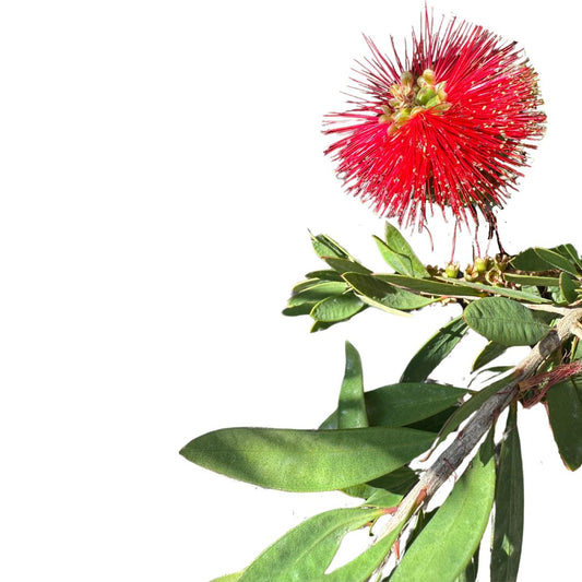 Callistemo Planta Ornamental Nativa De Australia (callistemon Spp.)_0