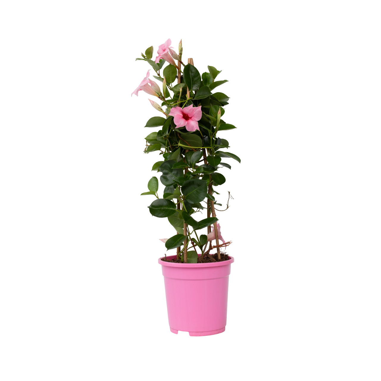 Dipladenia - Mandeville 'rio Hot Pink' - Altura 60-70cm - ⌀17cm_0
