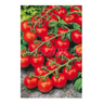 Semillas Tomate De Colgar