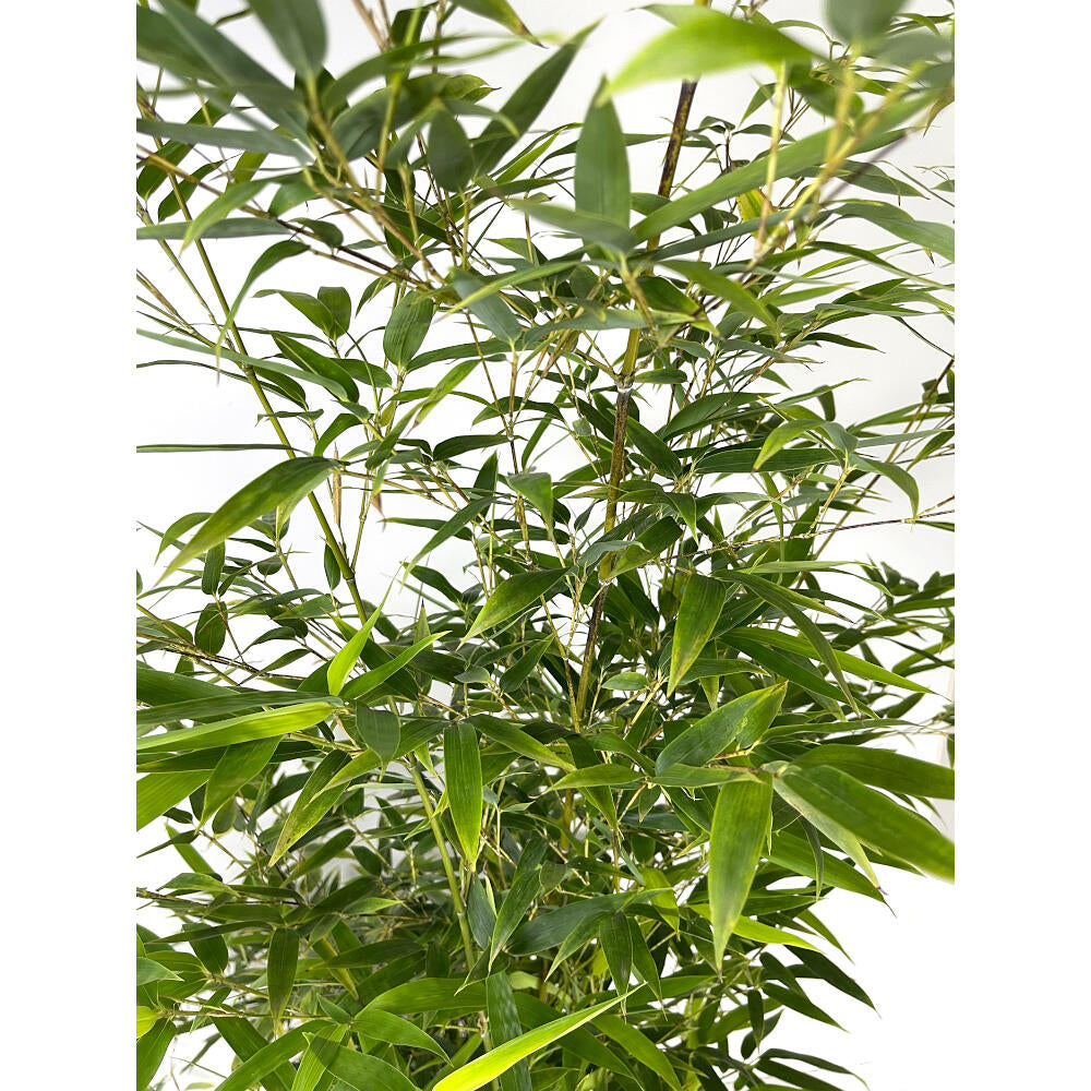 Bambu Variegata M25 100cm_1