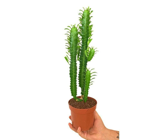 Euphorbia Trigona M12 30cm_0