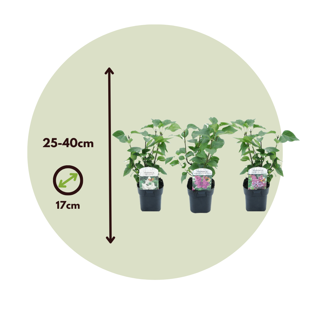 Lila - 3 Pzs - Syringa Vulgaris - Altura 25-40cm - ⌀17cm_2