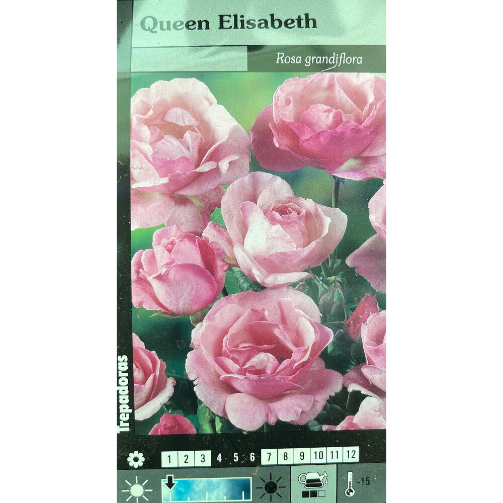Rosal Trepador Queen Elizabeth M20 180cm (rosa)_0
