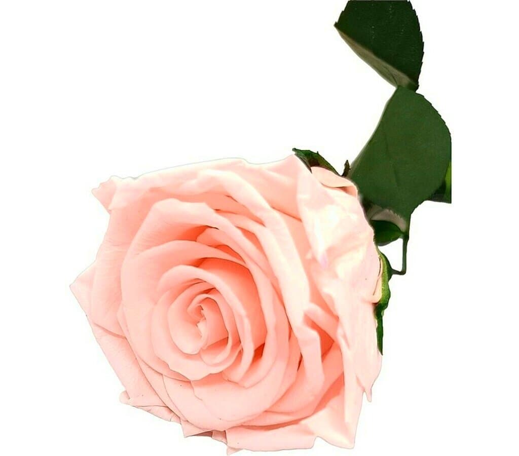 Mundo Eterno Rosa Preservada Light Pink 25cm