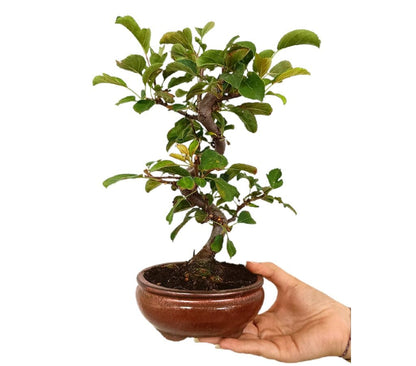 Bonsái Malus 9 Años (manzano)_0