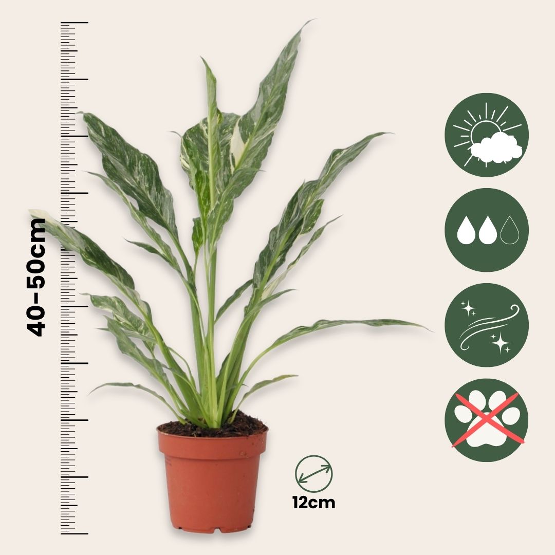 Flor De La Paz - 2 Pzs - Spathiphyllum 'diamond' - Altura 40-50cm - ⌀12cm