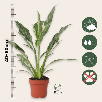 Flor De La Paz - Spathiphyllum 'diamond' - Altura 40-50cm - ⌀12cm