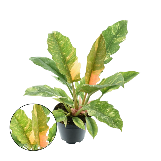 Philodendron RING OF FIRE Planta de interior Ø14