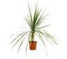 Cordyline Indivisa M24 130cm