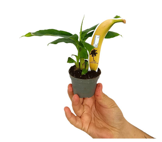 Platanera Canaria M6 (musa Cheeka)_0