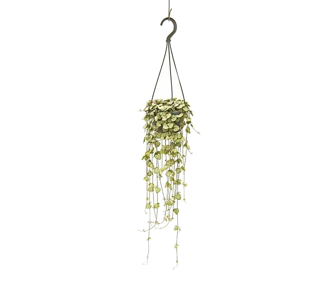 Ceropegia Woodii M14_0