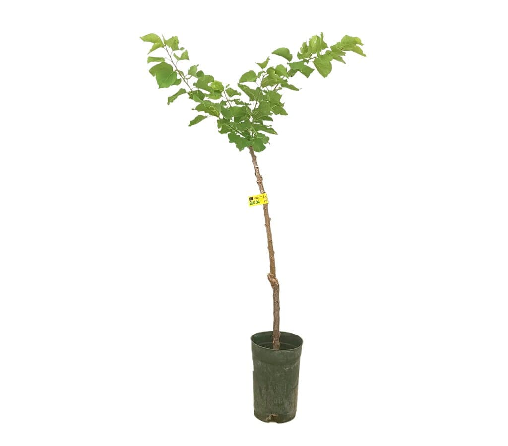 Albaricoquero Bulida M17 120-140cm_0