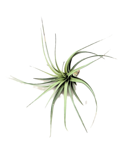 Tillandsia aeranthos 'Joseli'; planta del aire de flores claras; Curiosarium; altura 15 cm, diámetro 25 cm_0