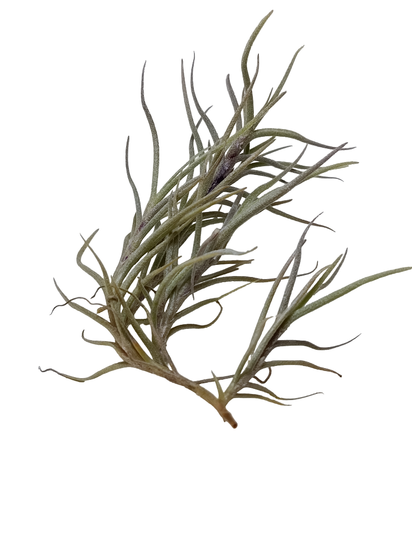 Tillandsia Capillaris Planta Natural Clavel Del Aire 5-7 Cms_0