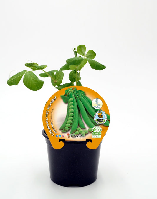 Plantón Guisante Mata Alta Alderman En Maceta 10,5 Cm. Natural - Fitoralia