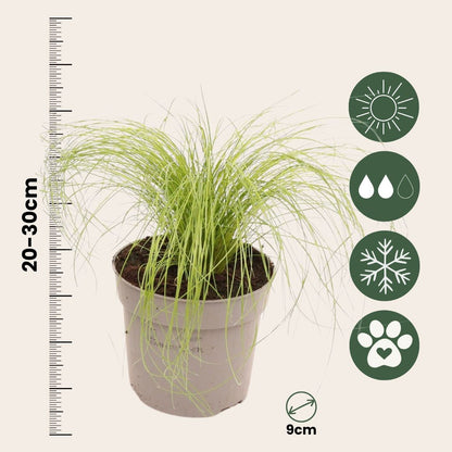 Nassella Tenuissima - 18 Pzs - Stipa Tenuifolia 'pony Tails' - A20-30cm - ⌀9cm_2