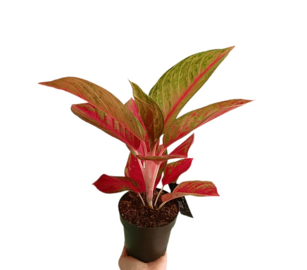 Aglaonema Gala Red M12_0