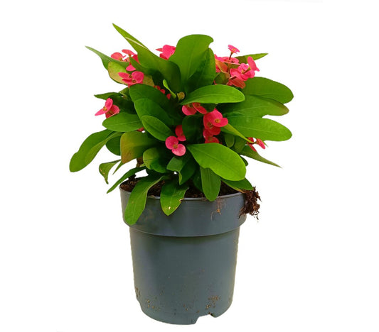 Euphorbia Millii M17 40cm (espina De Cristo) Color Rojo_0