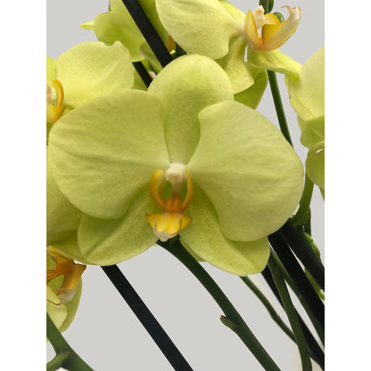Orquidea Phalaenopsis Yara 2/3 Tallos M12 70cm_1