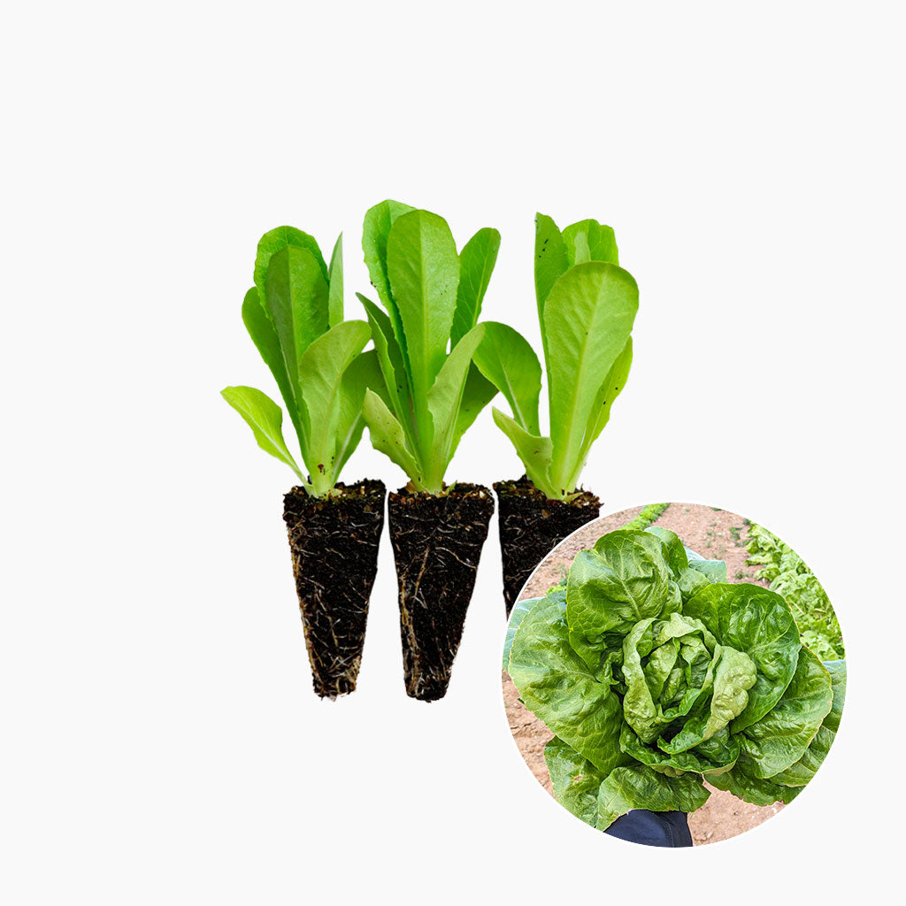 Plantón Lechuga Romana 3 Unidades - PlantaBo_0