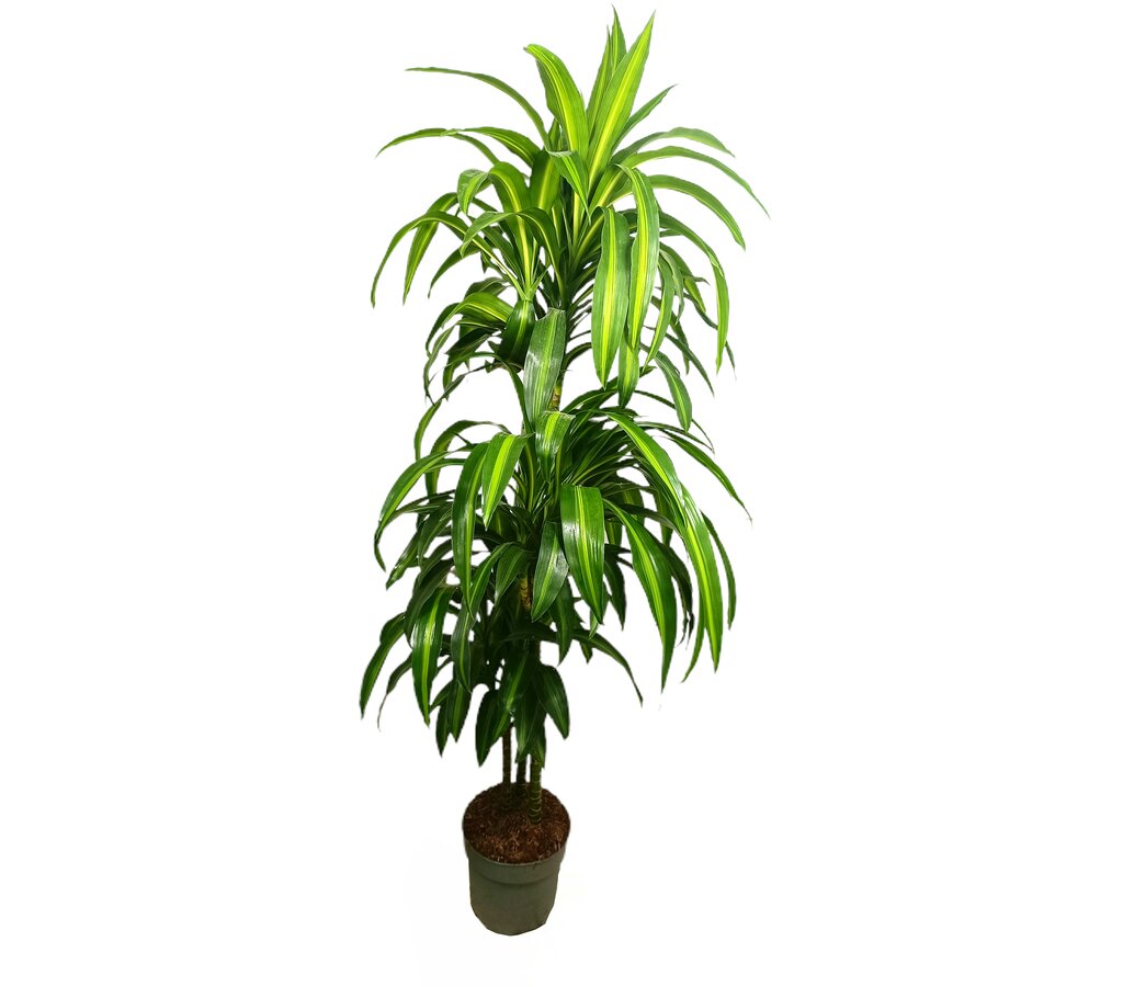 Dracena Hawaian Sunshine 3 Troncos 90-60-30 M22 120cm