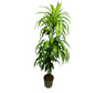 Dracena Hawaian Sunshine 3 Troncos 90-60-30 M22 120cm