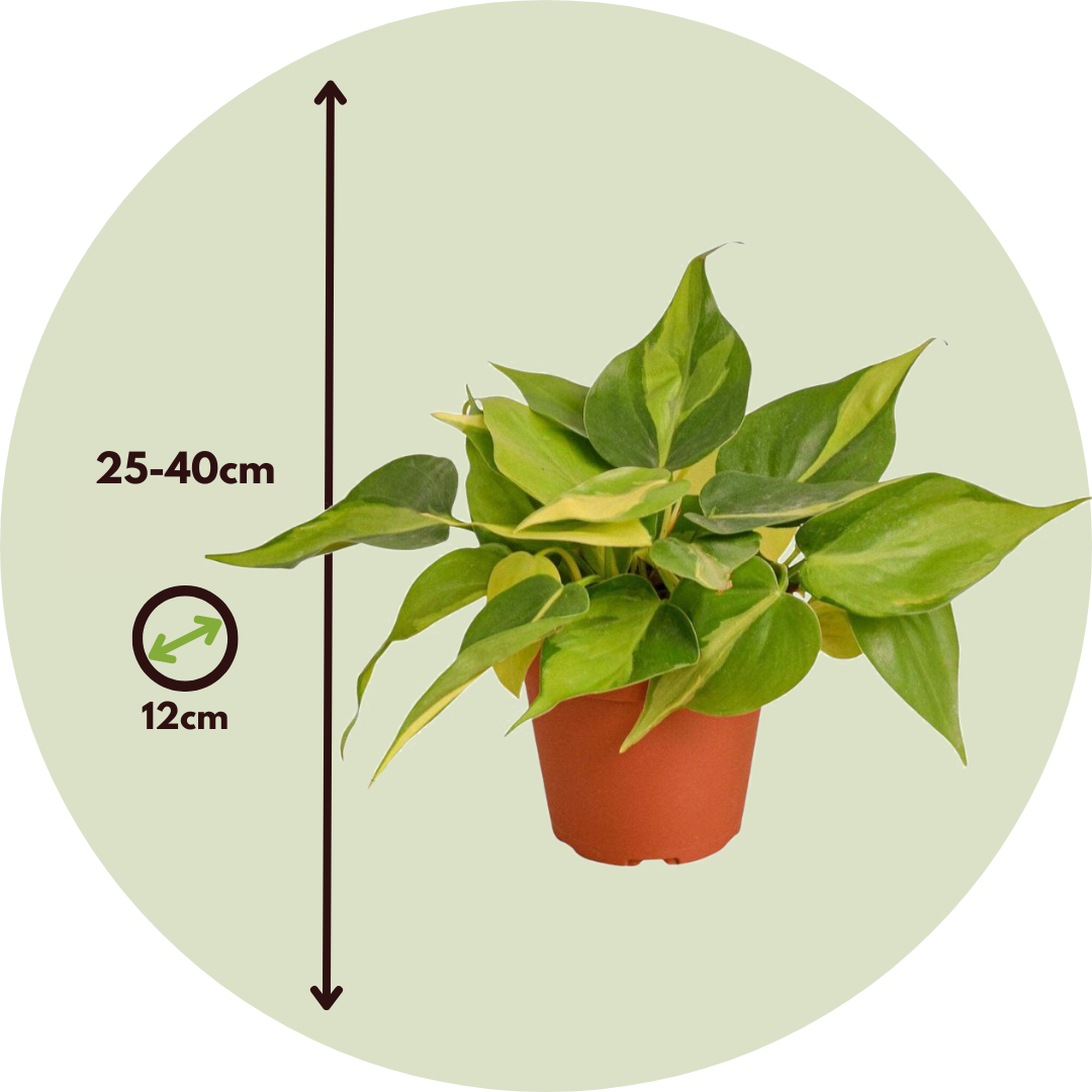 Mezcla Trepadora Tropical - 3 Pzs - Philodendron Epipremnum - A25-40cm - ⌀12cm_2