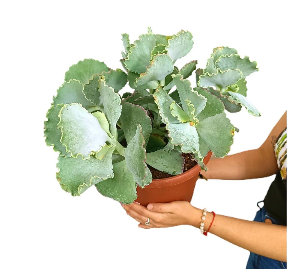 Cotyledon Undulata M25_0