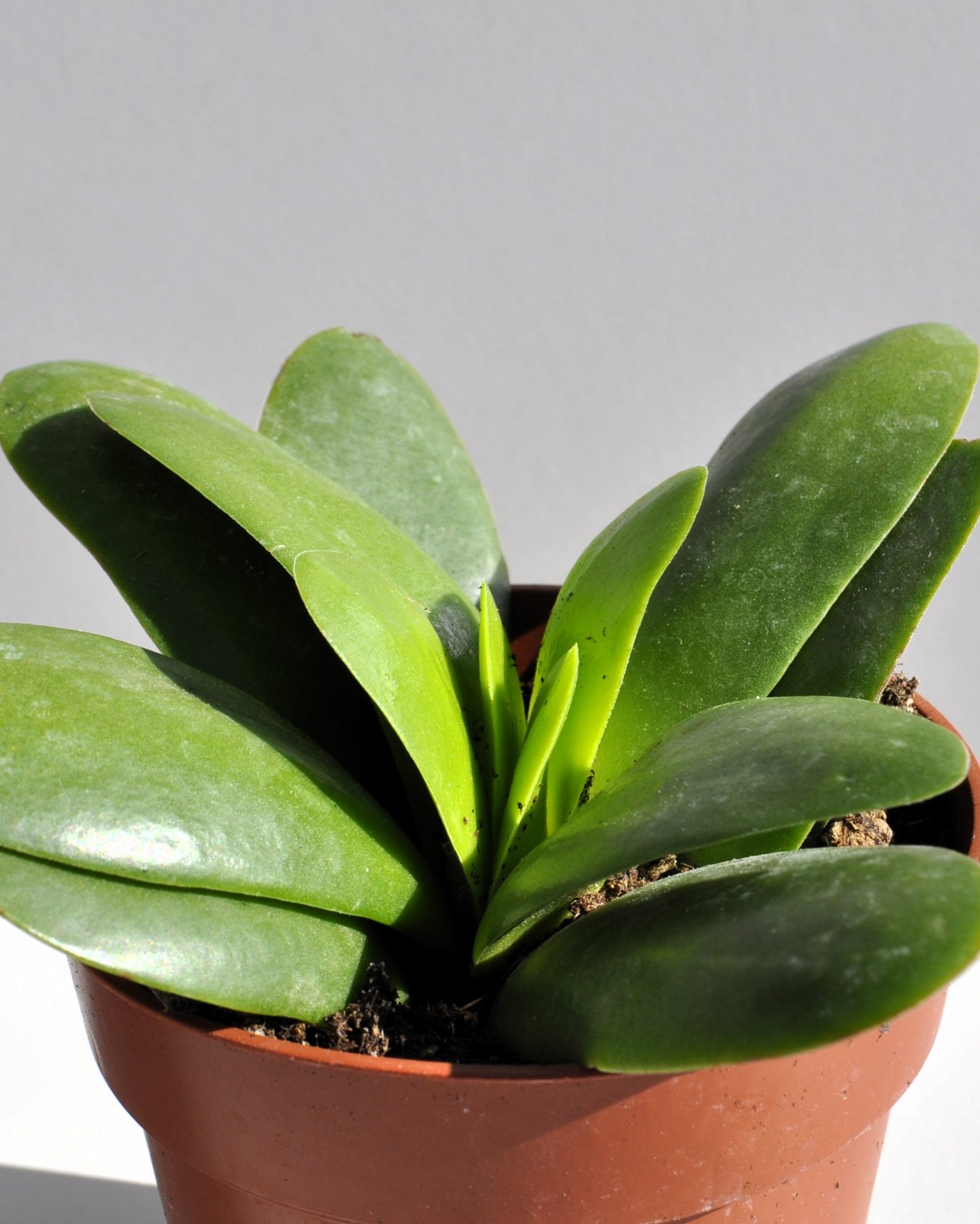 Crassula Perfoliata 'borracha'; Planta Suculenta Verde, Planta De Colección; Curiosarium; Diámetro Maceta 10,5 Cm_0