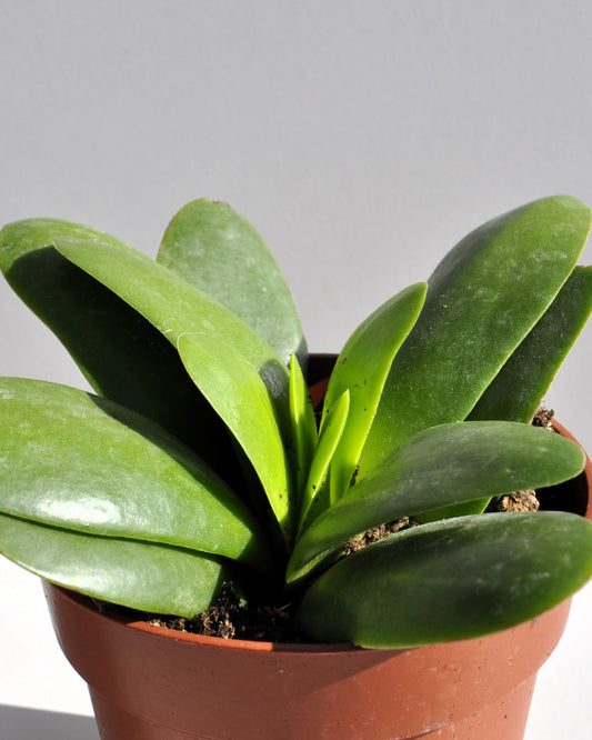 Crassula Perfoliata 'borracha'; Planta Suculenta Verde, Planta De Colección; Curiosarium; Diámetro Maceta 10,5 Cm_0