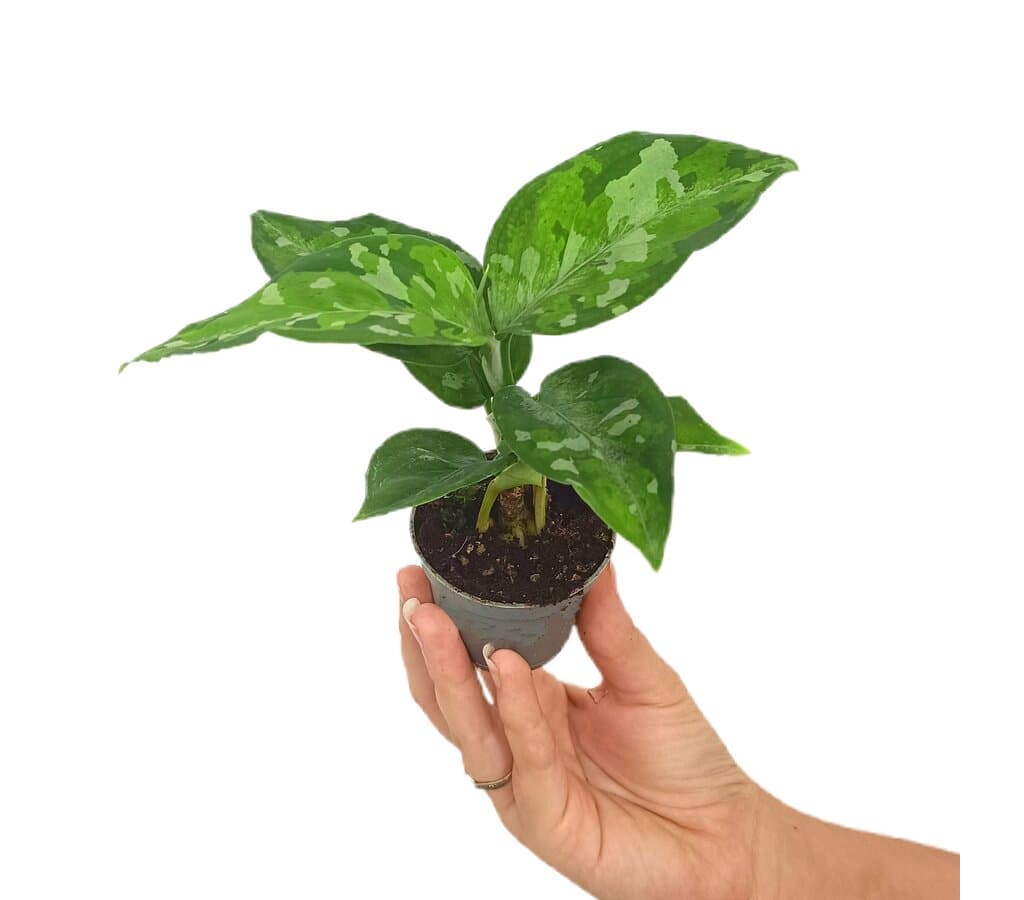 Aglaonema Pictus Tricolor M6_0